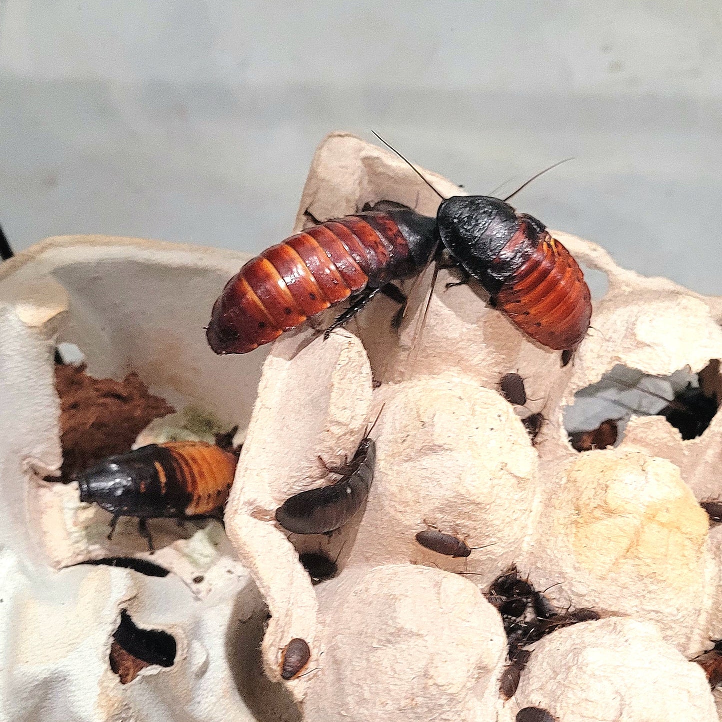 Madagascar Hissing Cockroach