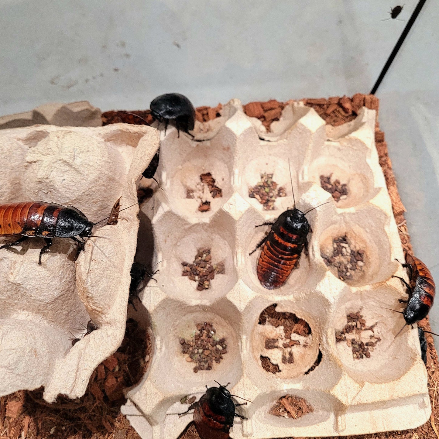 Madagascar Hissing Cockroach