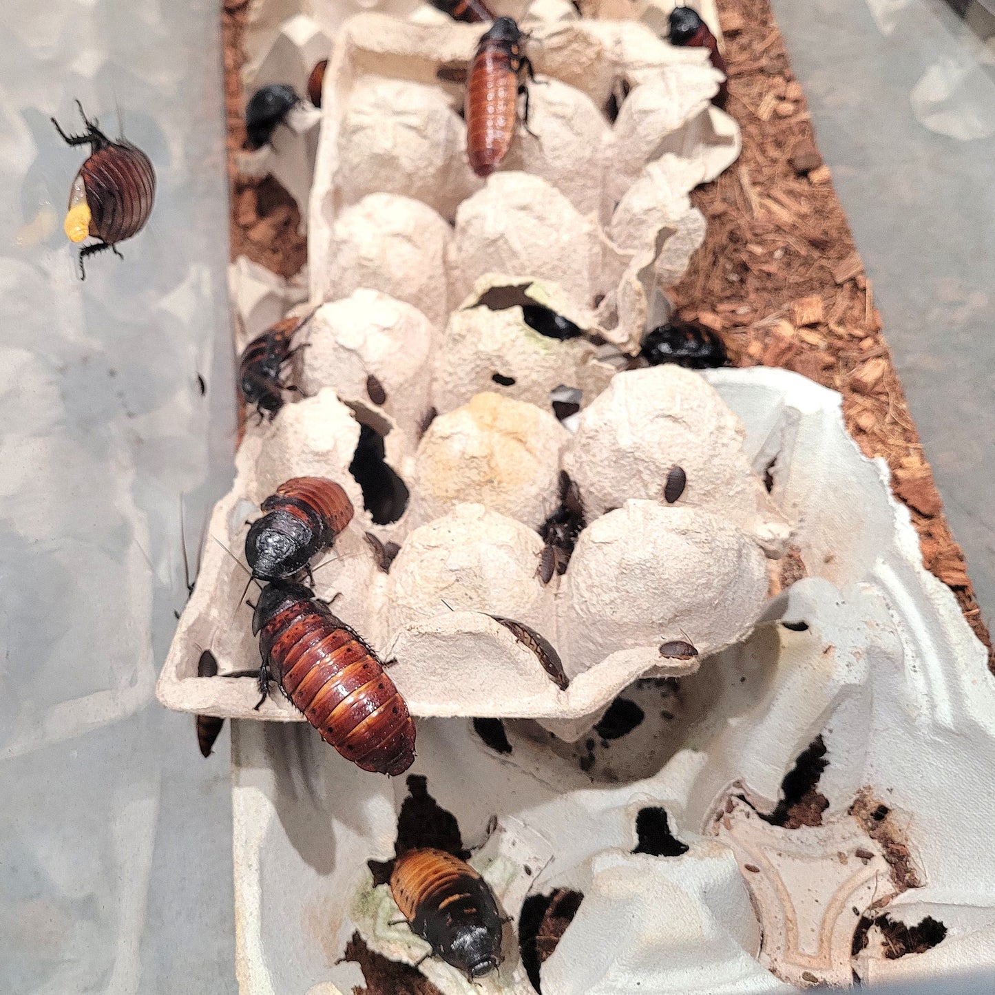 Madagascar Hissing Cockroach