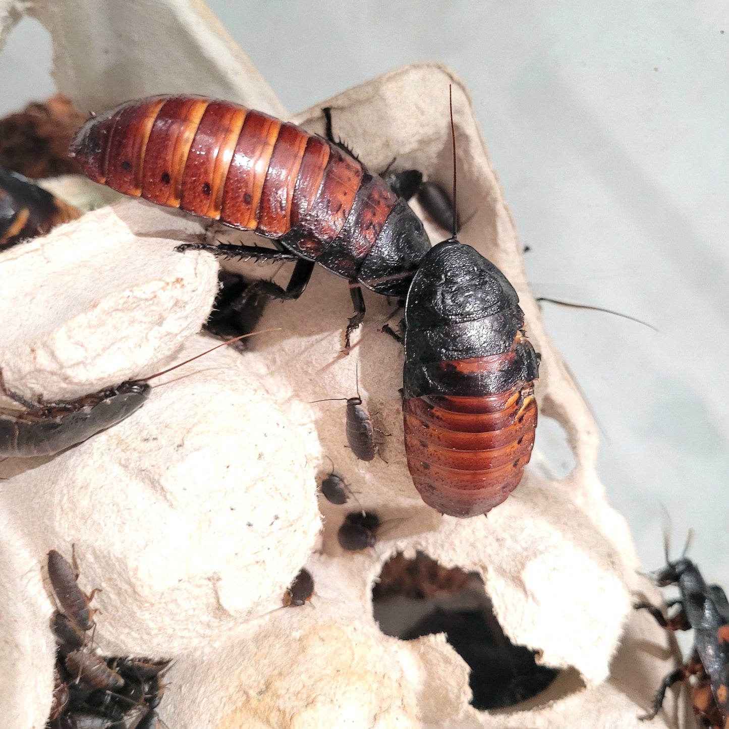 Madagascar Hissing Cockroach