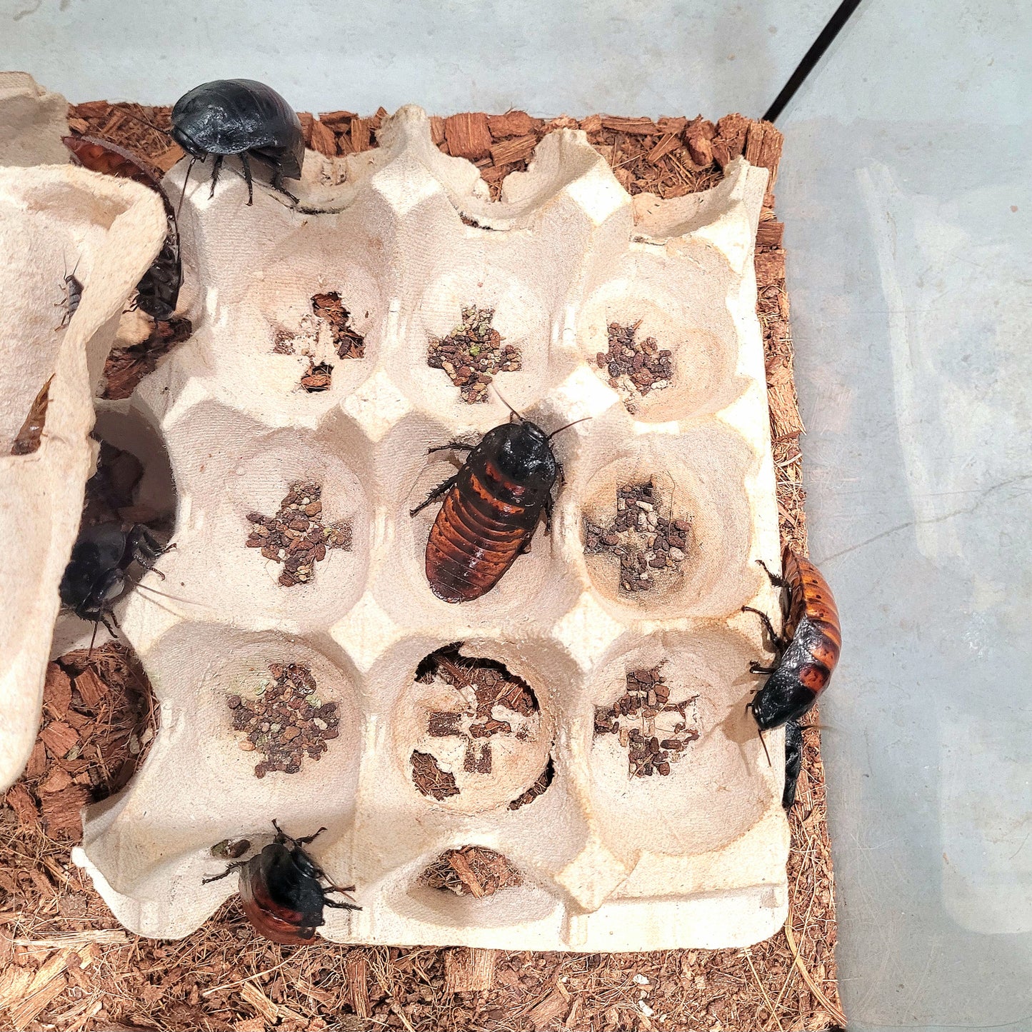 Madagascar Hissing Cockroach