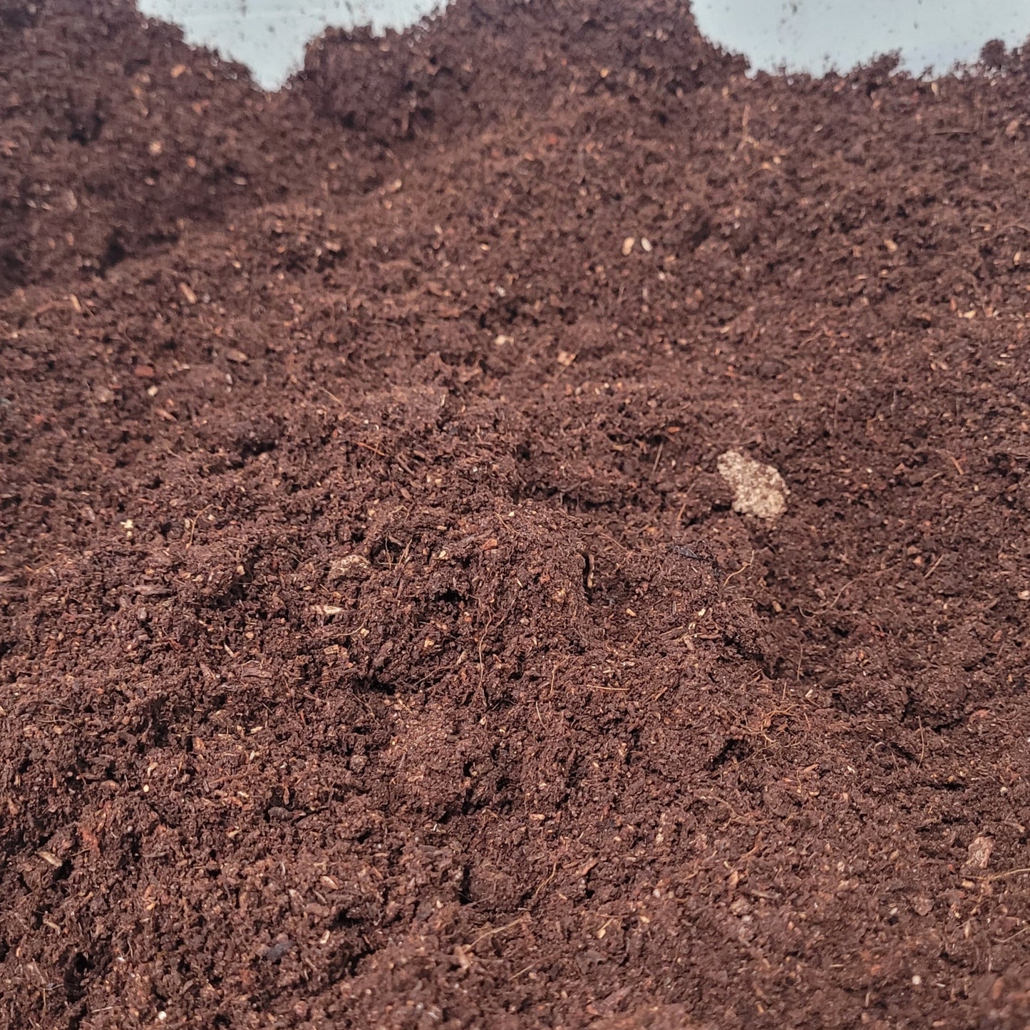 Goliath Beetle LARVAE substrate