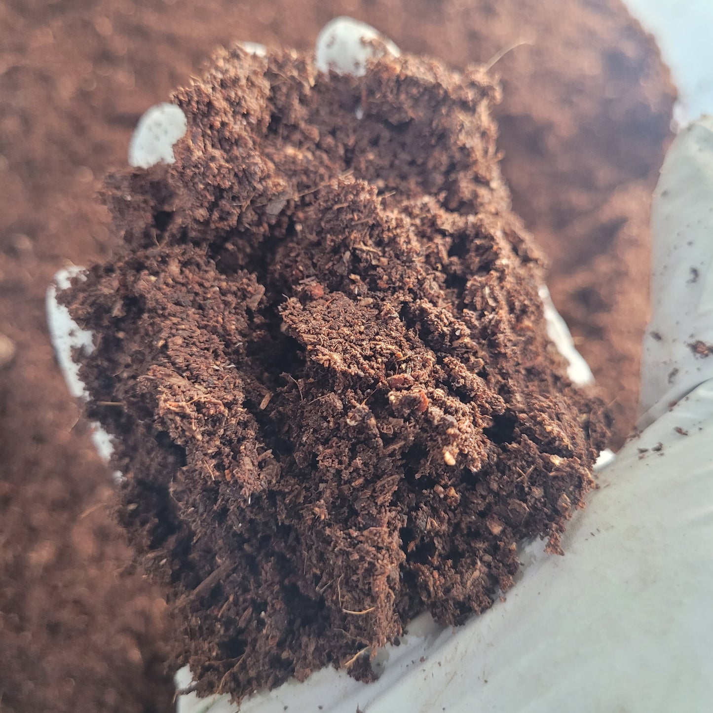 Goliath Beetle LARVAE substrate