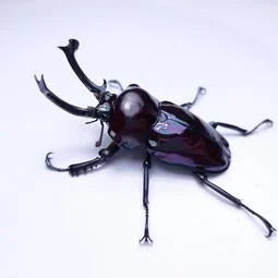 Purple Rainbow Stag Beetle (Phalacrognathus muelleri)