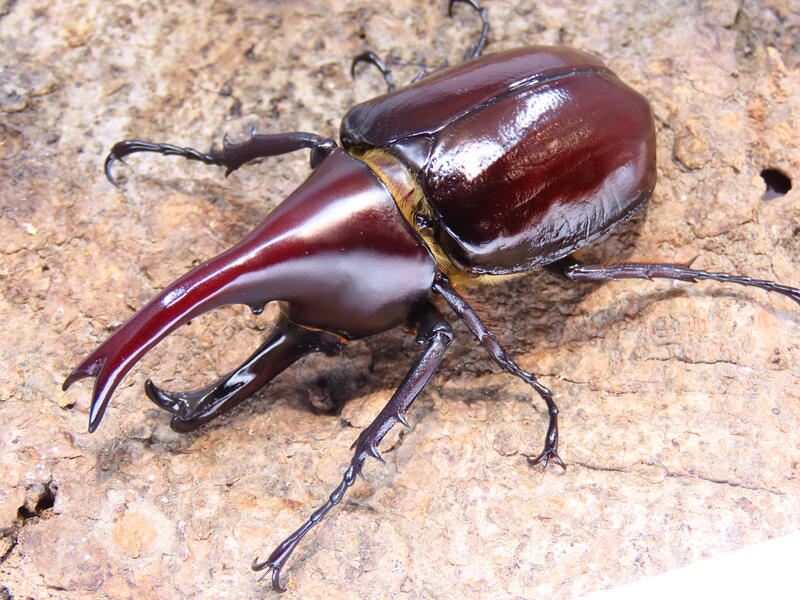 xylotrupes-florensis