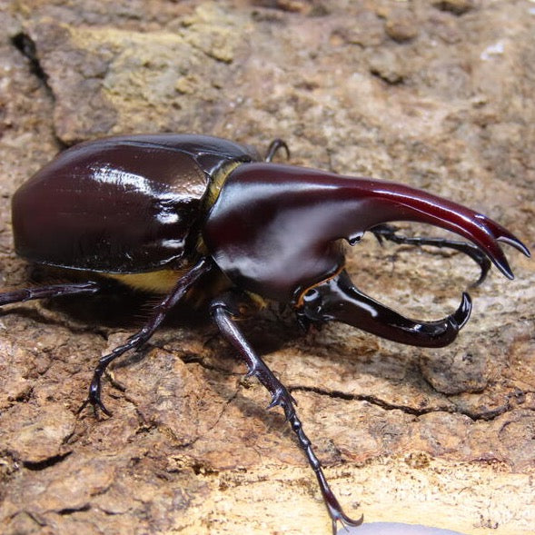 xylotrupes-florensis