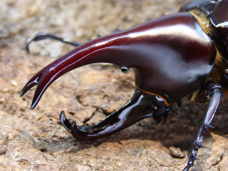 xylotrupes-florensis