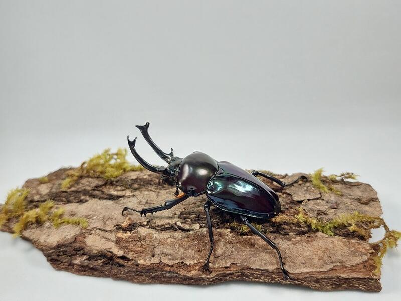 Mixed Color Rainbow Stag Beetle (Phalacrognathus muelleri)