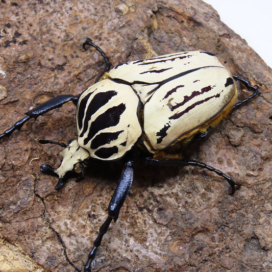 goliathus-orientalis-goliathus-orientalis-preissi