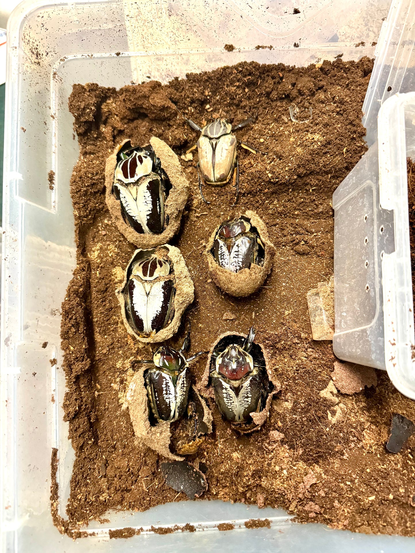Goliath Beetle Pupation Substrate