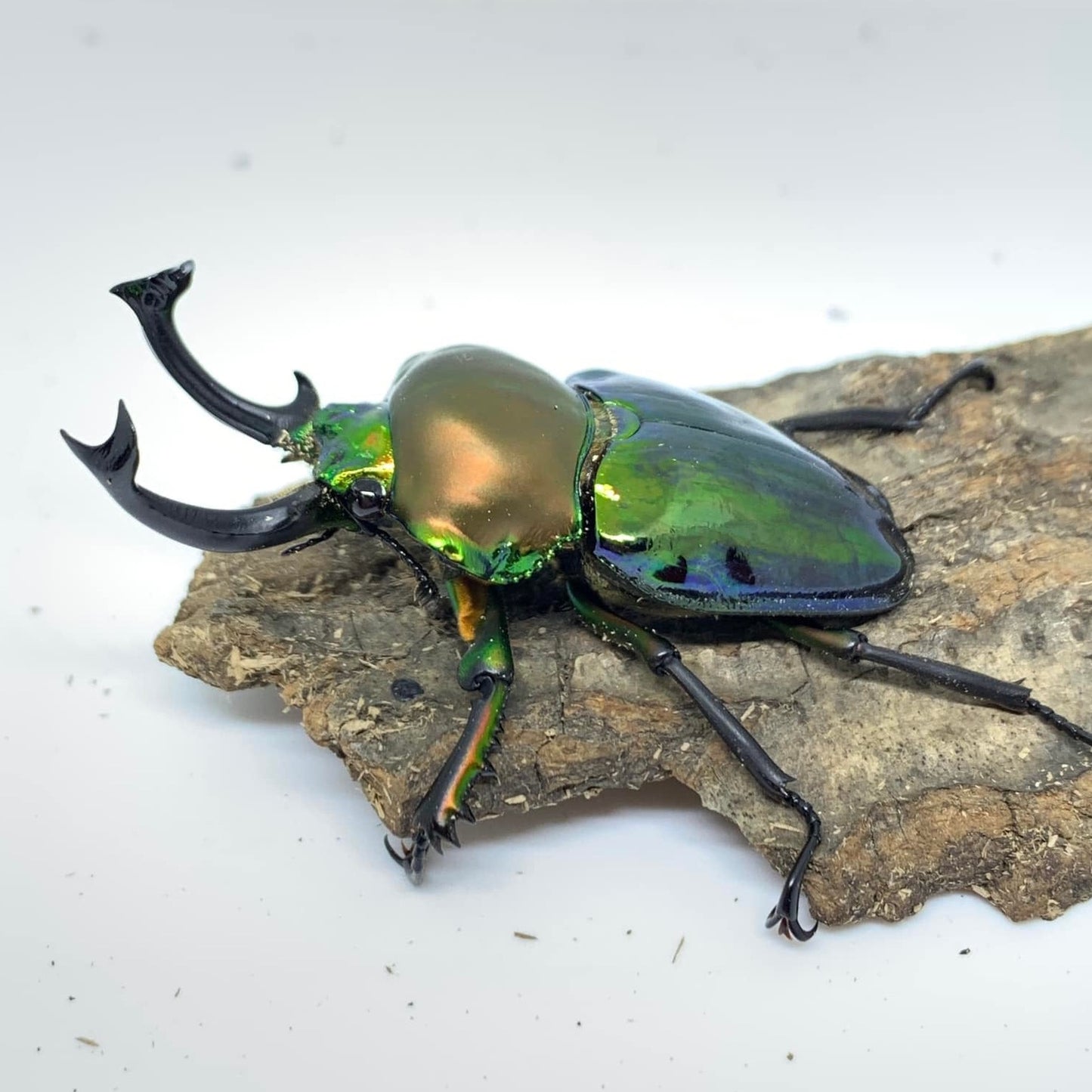 Green/Blue Rainbow Stag Beetle (Phalacrognathus muelleri)
