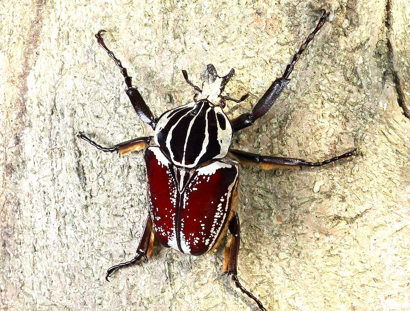 goliathus-goliatus-goliathus-goliatus