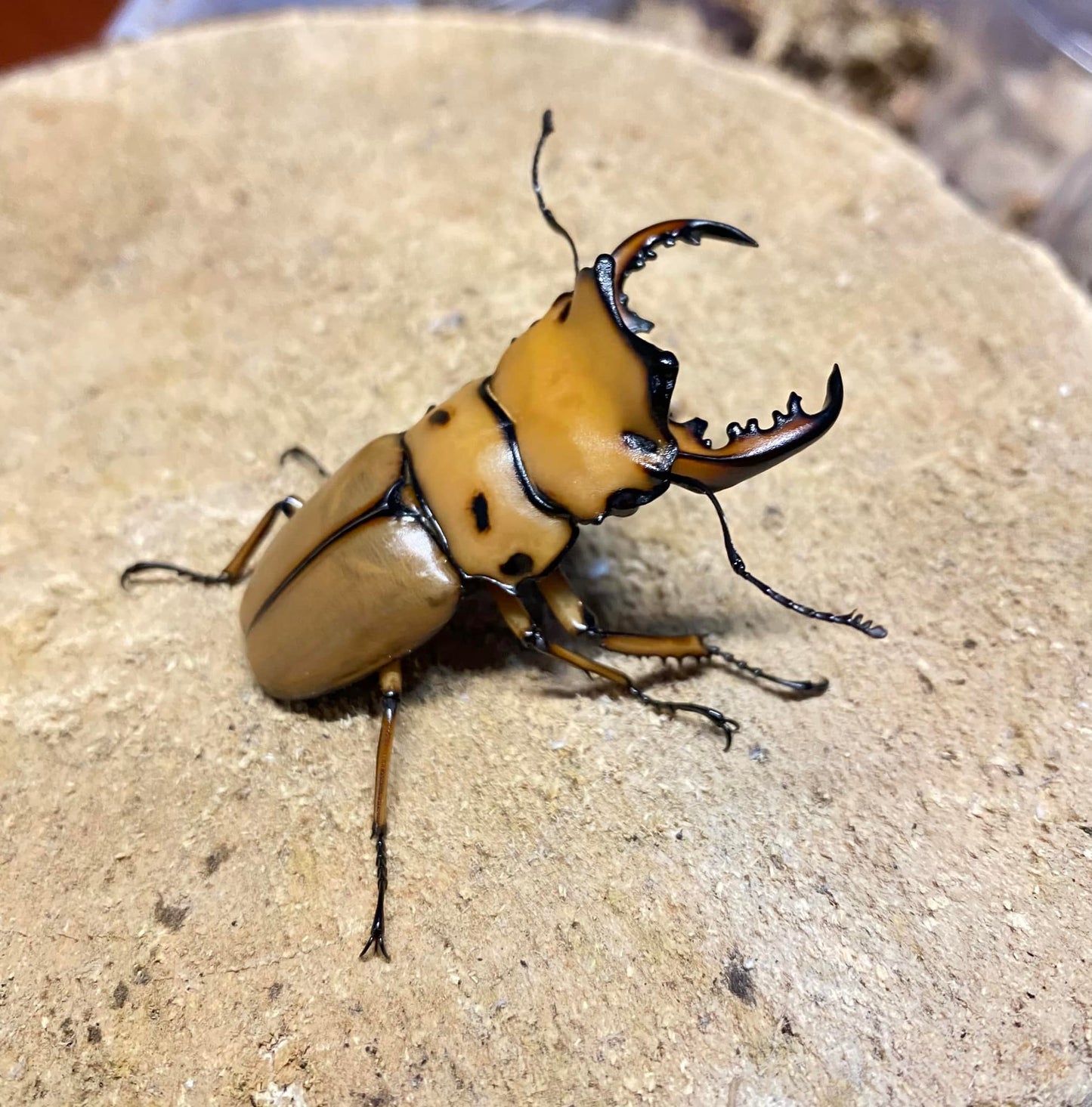 Crab Stag Beetle (Homoderus mellyi)