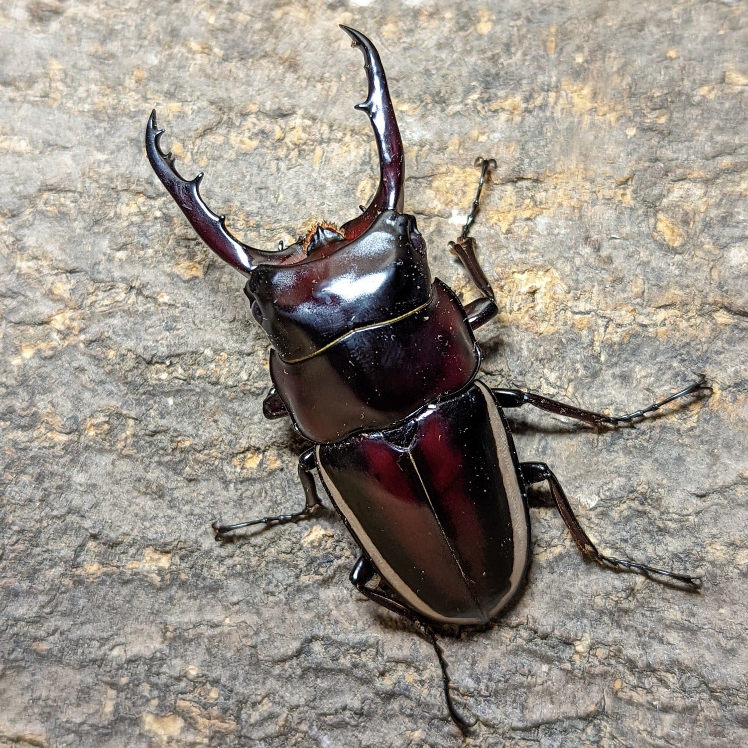 Wallace's Sawtooth Stag Beetle (Prosopocoilus walleci) James' Beetle Farm