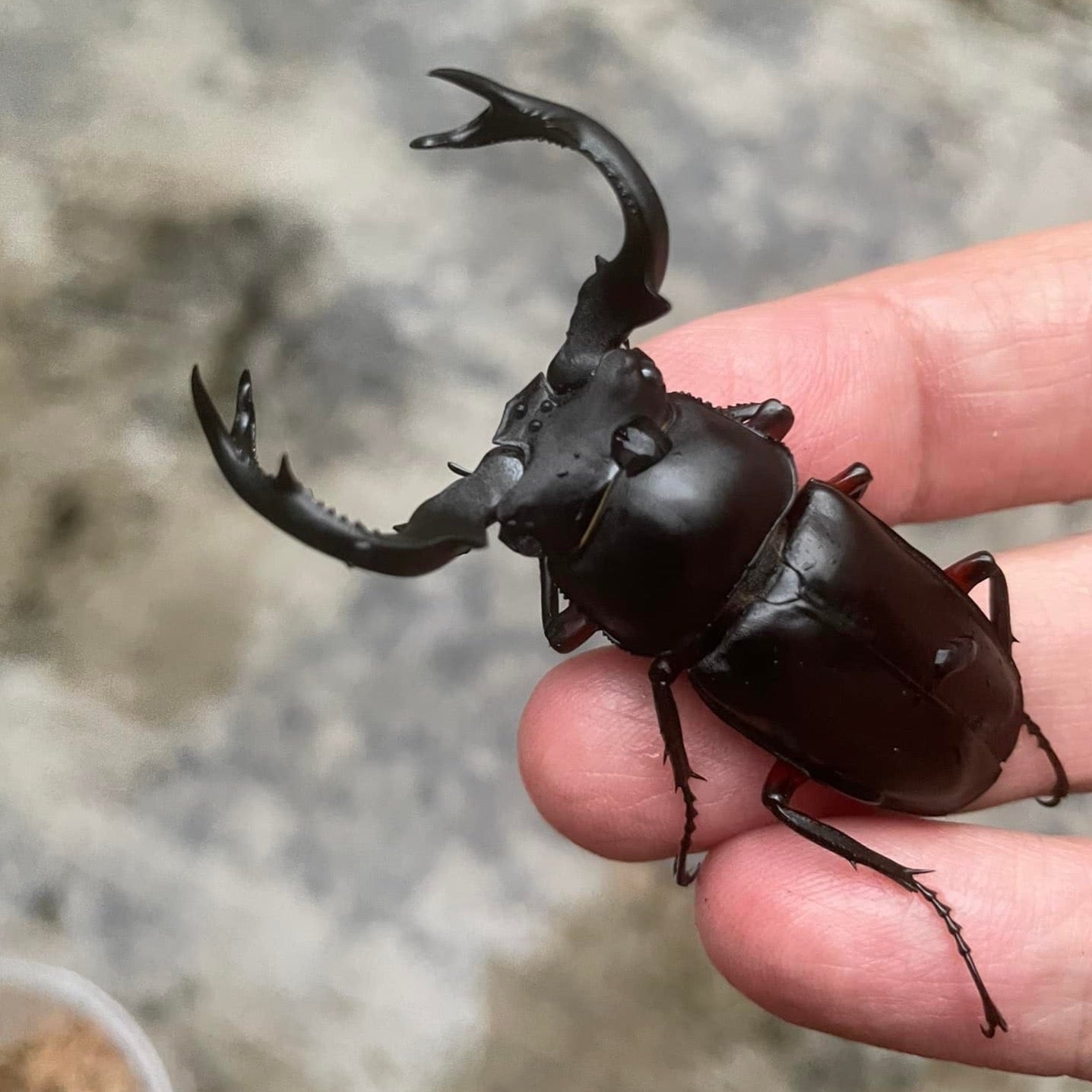 Red-legged Hart Stag Beetle (Rhaetulus crenatus ruburifemoratus)