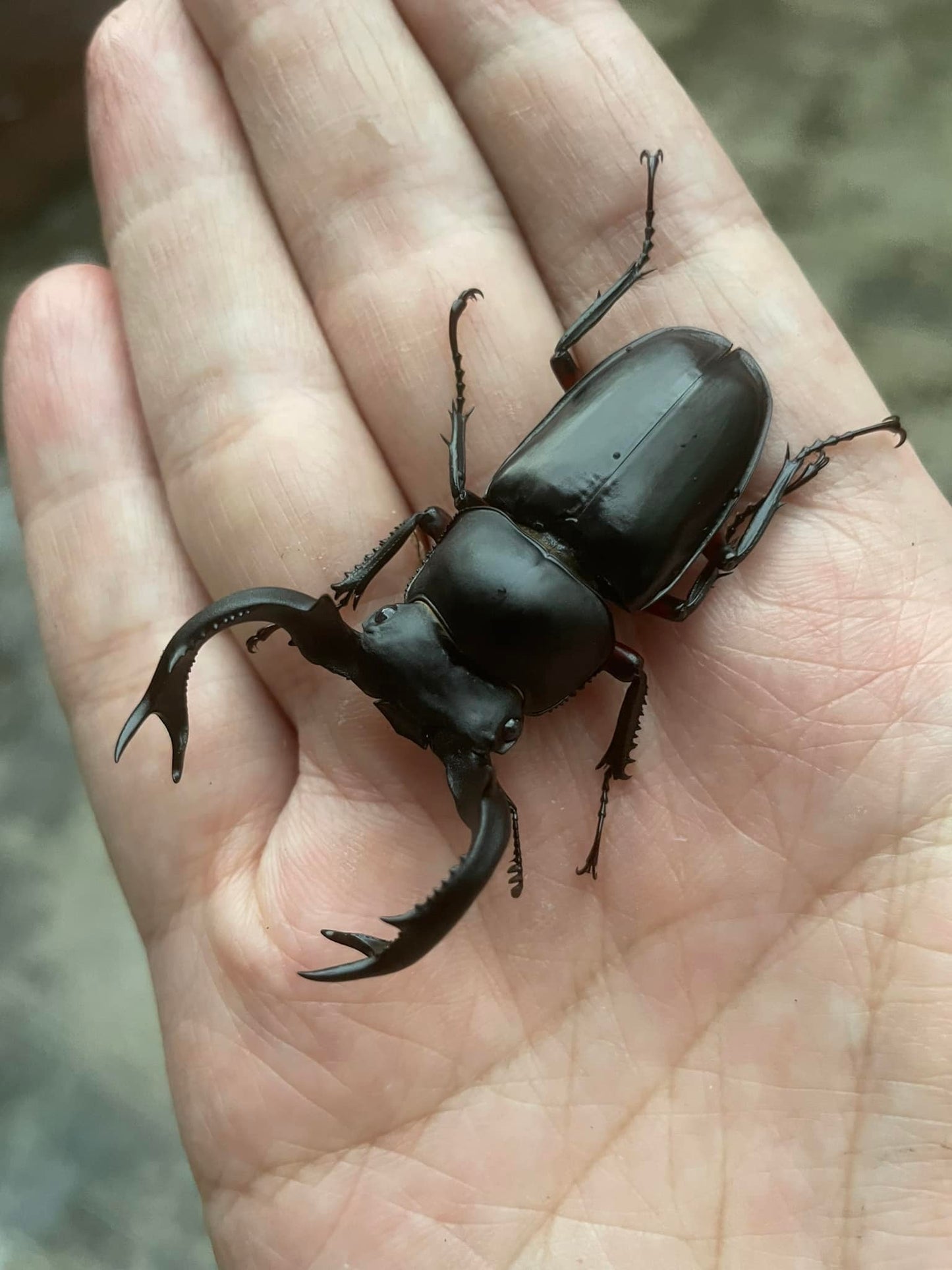 Red-legged Hart Stag Beetle (Rhaetulus crenatus ruburifemoratus)