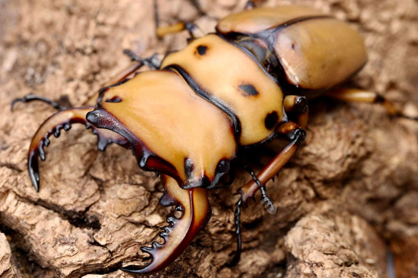 Crab Stag Beetle (Homoderus mellyi)
