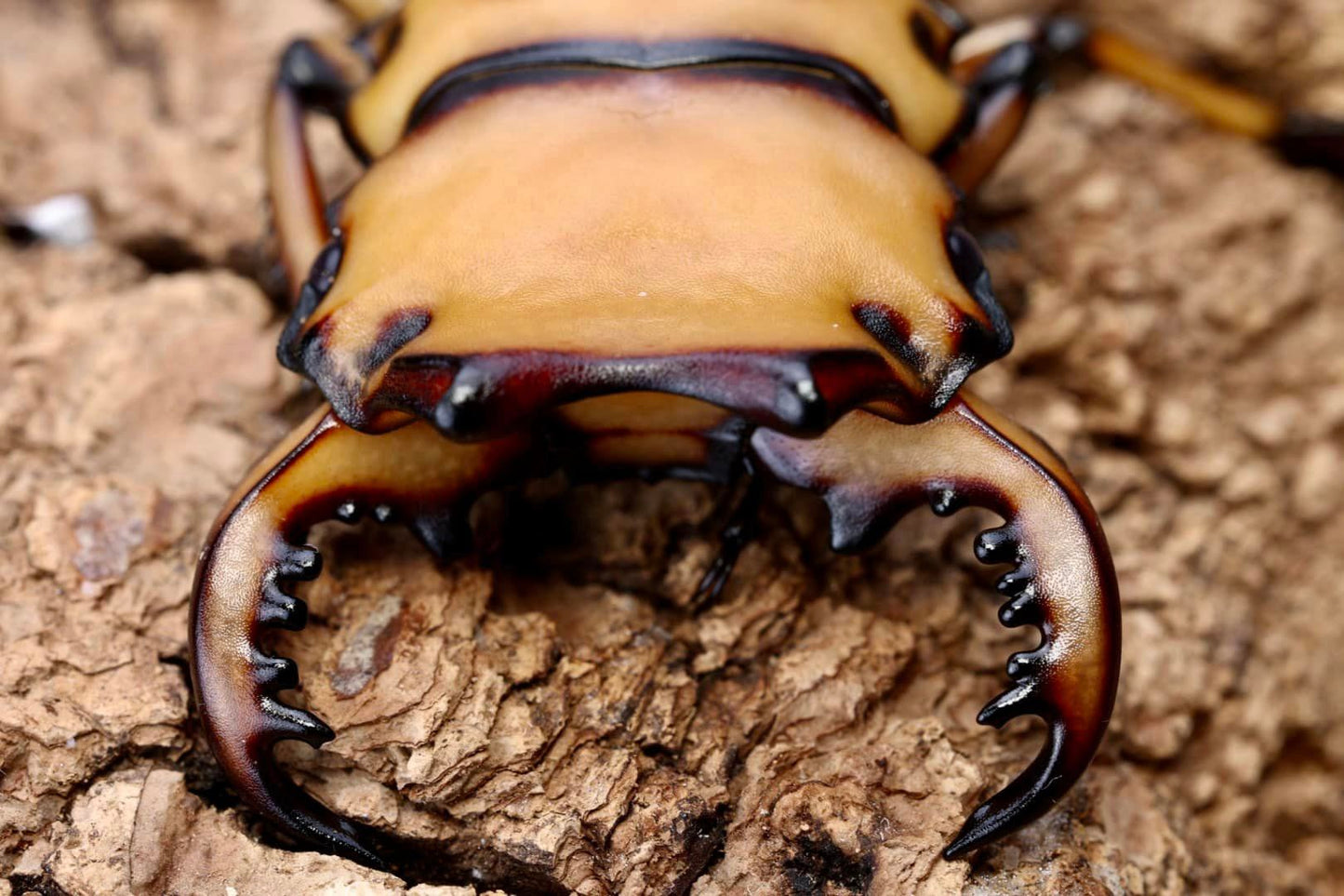 Crab Stag Beetle (Homoderus mellyi)