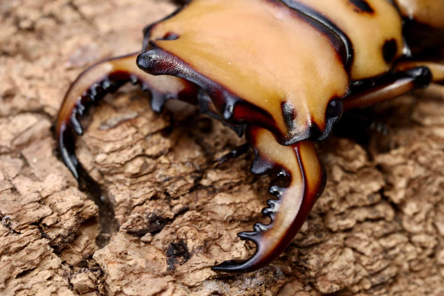 Crab Stag Beetle (Homoderus mellyi)