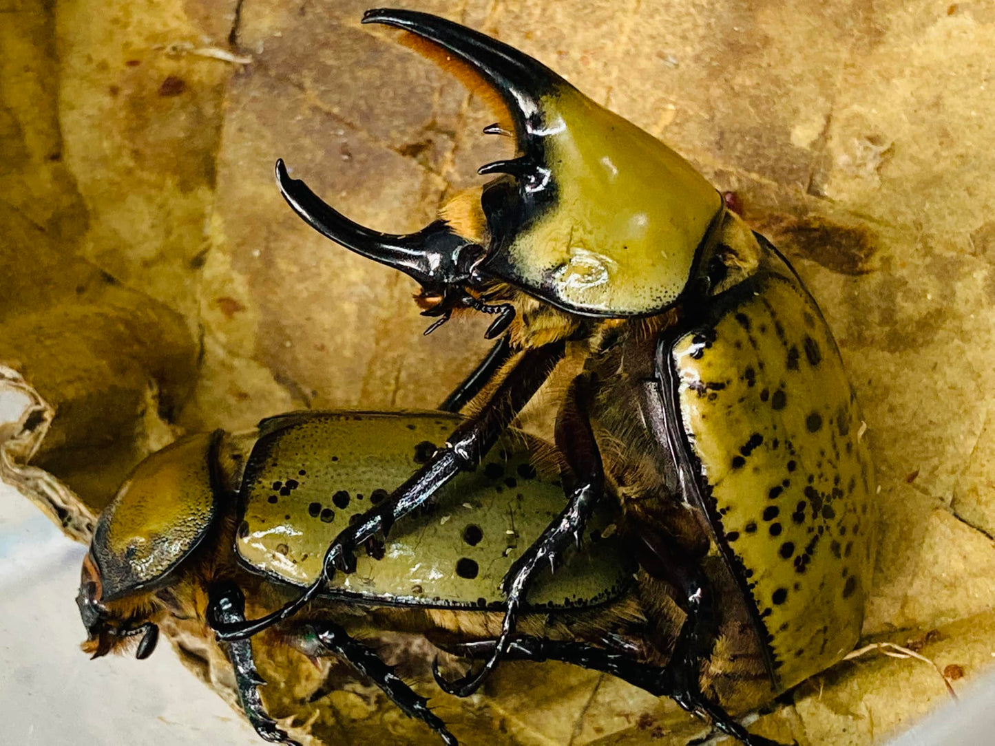 eastern-hercules-dynastes-tityus