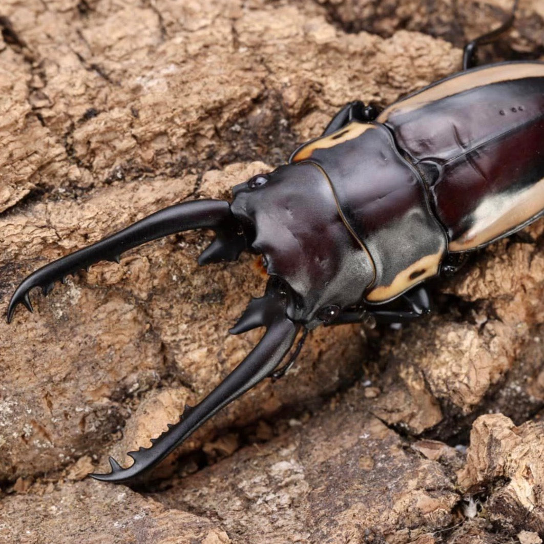 (On Sale!) Bison Sawtooth Stag Beetle (Prosopocoilus bison cinctus)