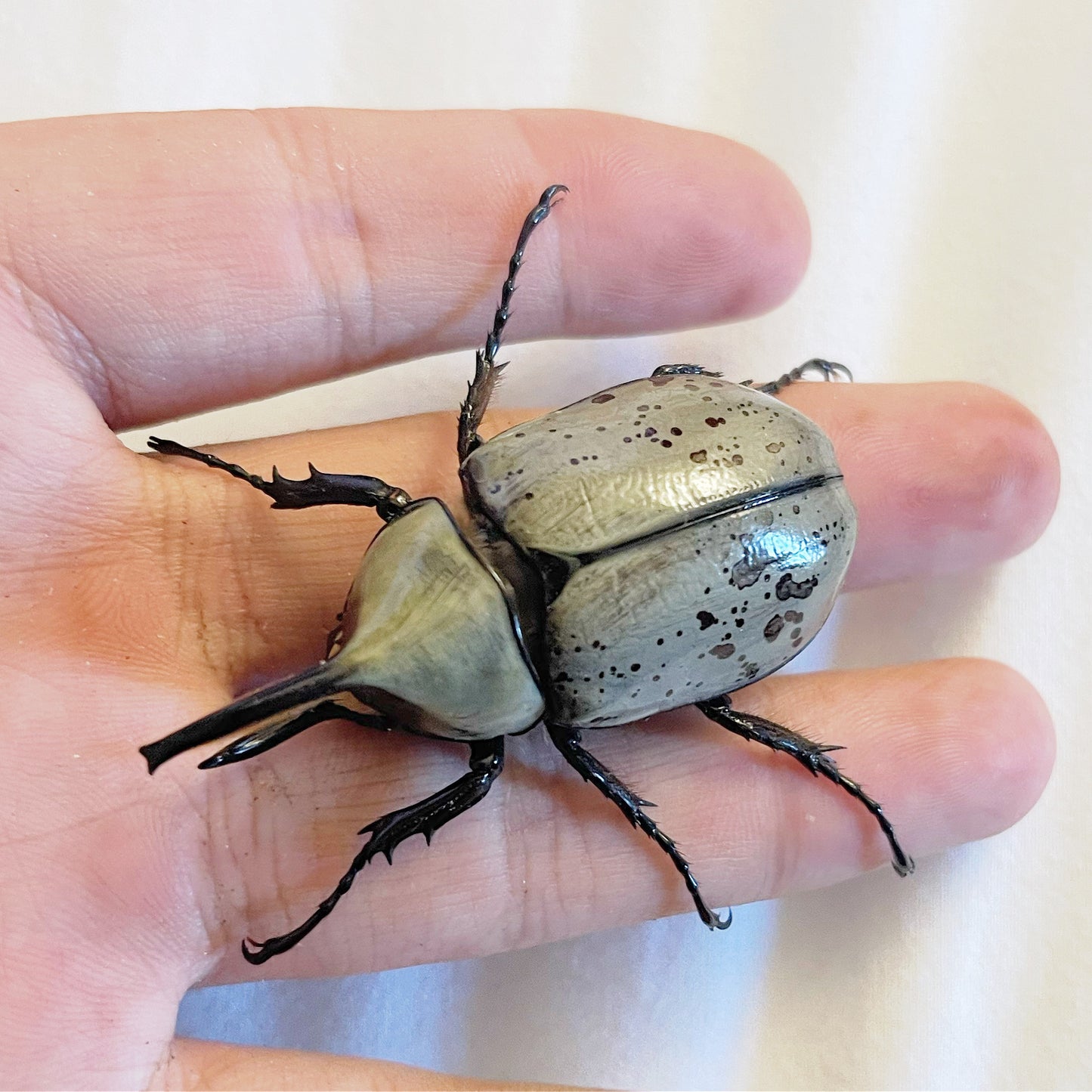western-hercules-dynastes-grantii