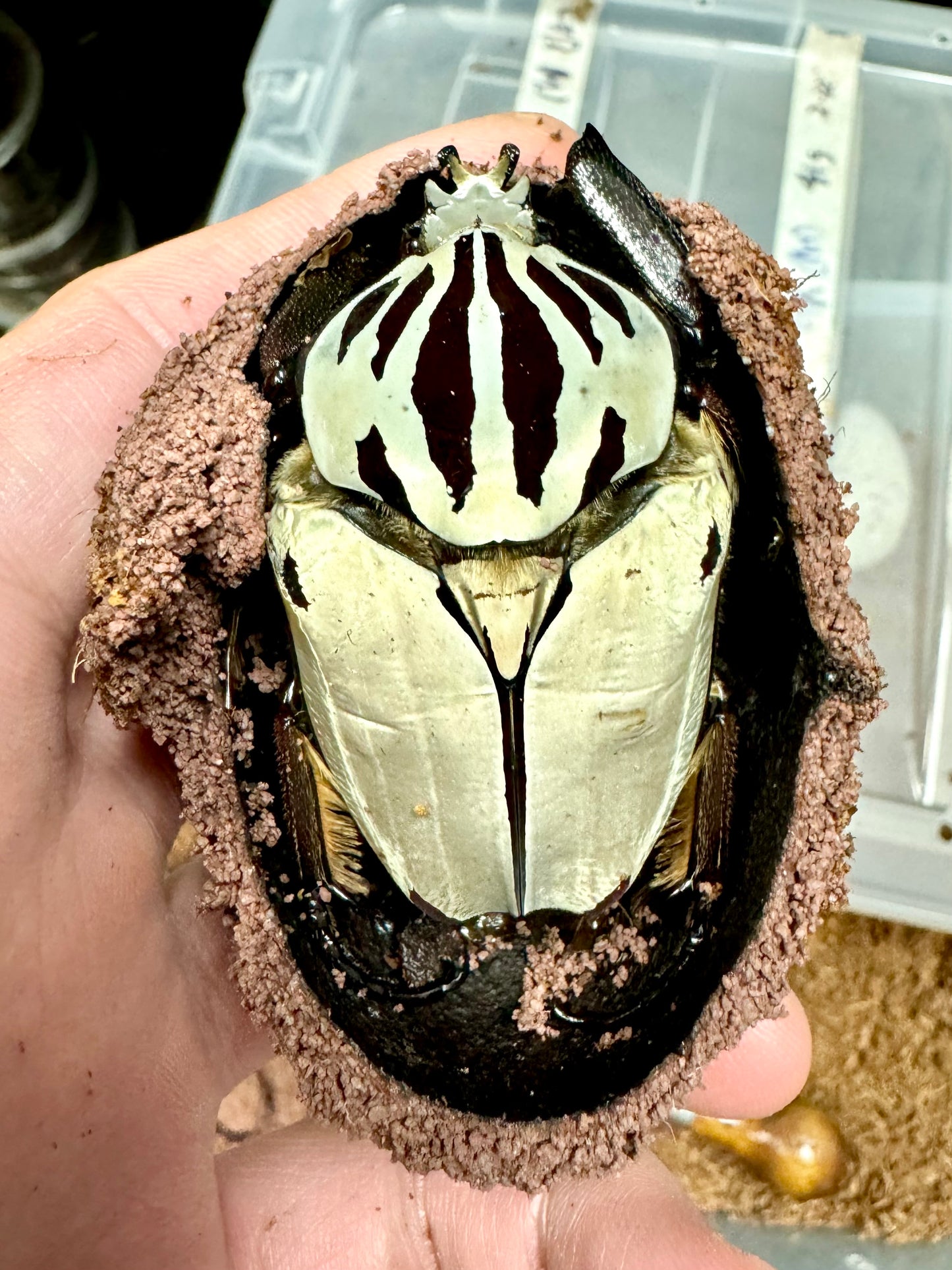 Goliath Beetle Pupation Substrate