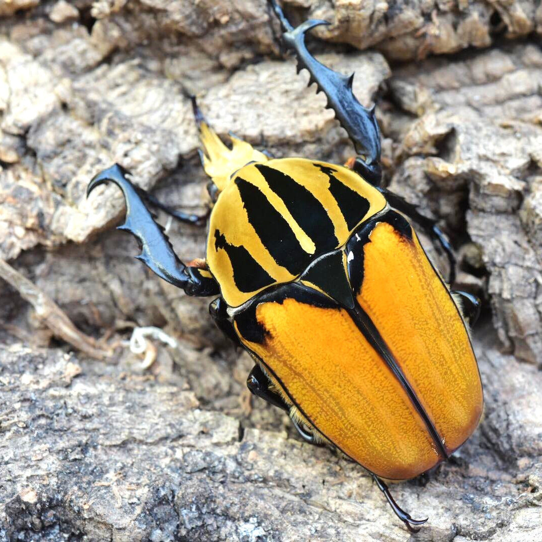 Oberthuri Flower Beetle (Mecynorhina oberthuri)