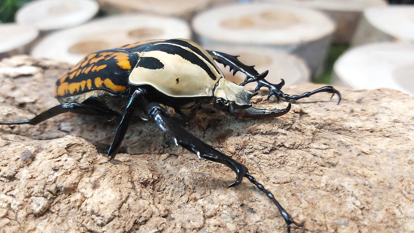 Oberthuri Flower Beetle (Mecynorhina oberthuri)