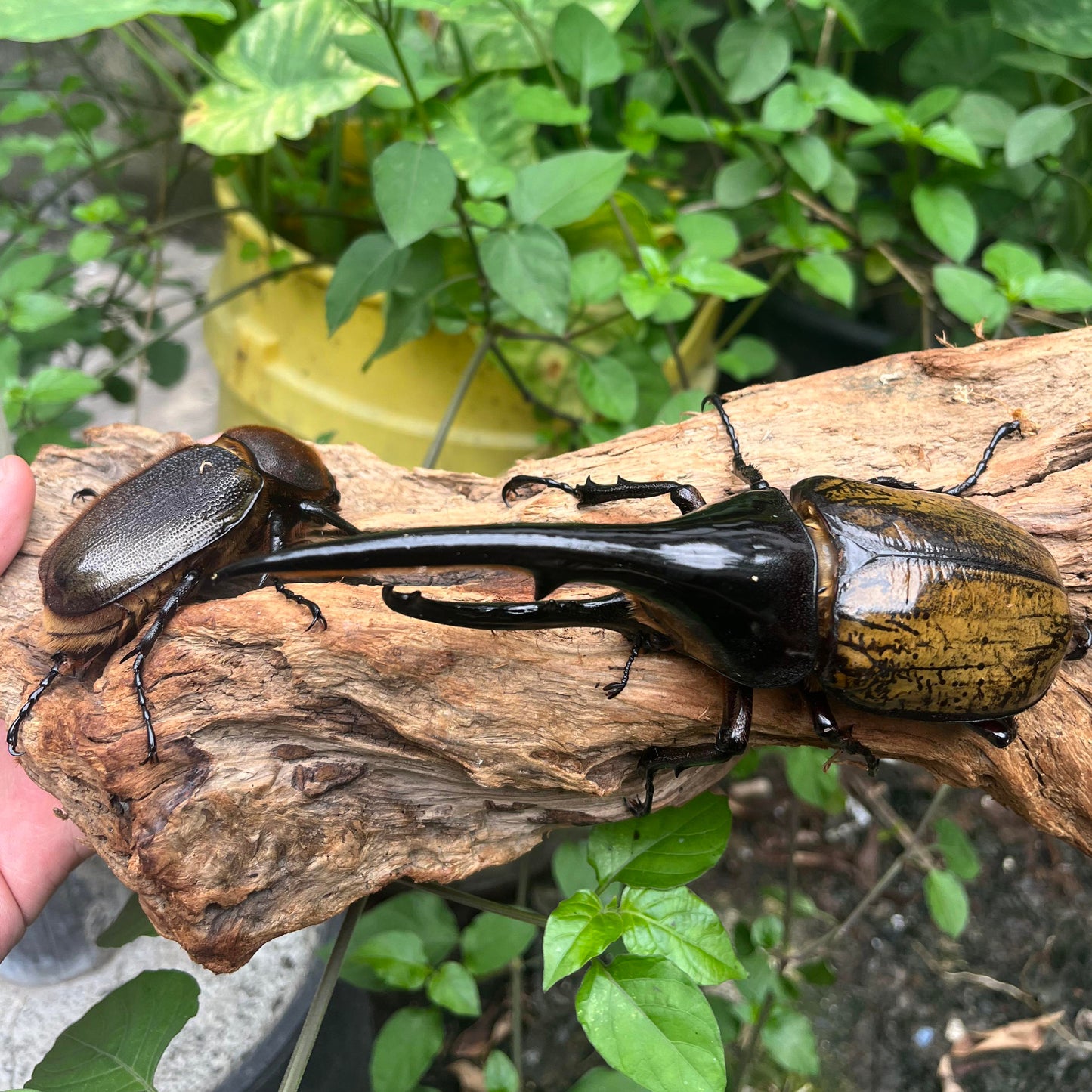 dynastes-hercules-hercules