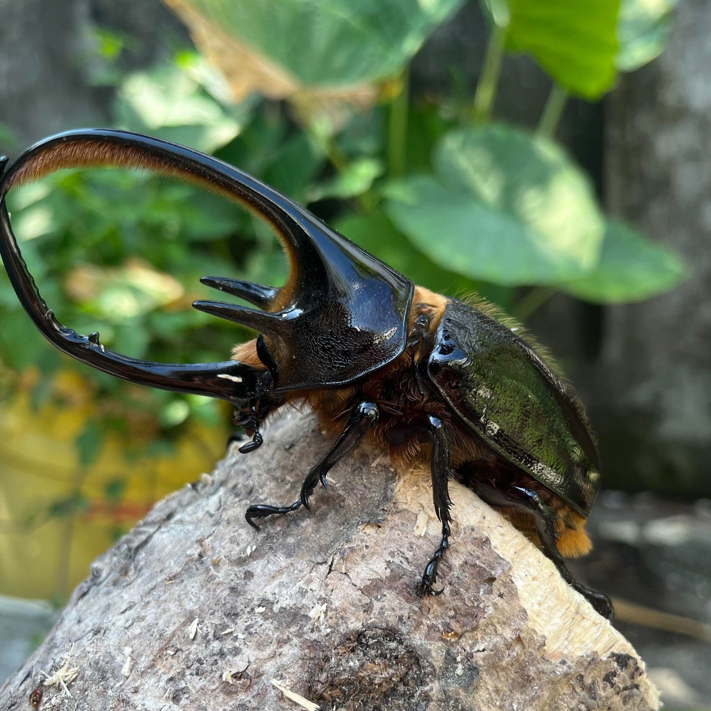Neptune's Hercules Beetle (Dynastes neptunus)