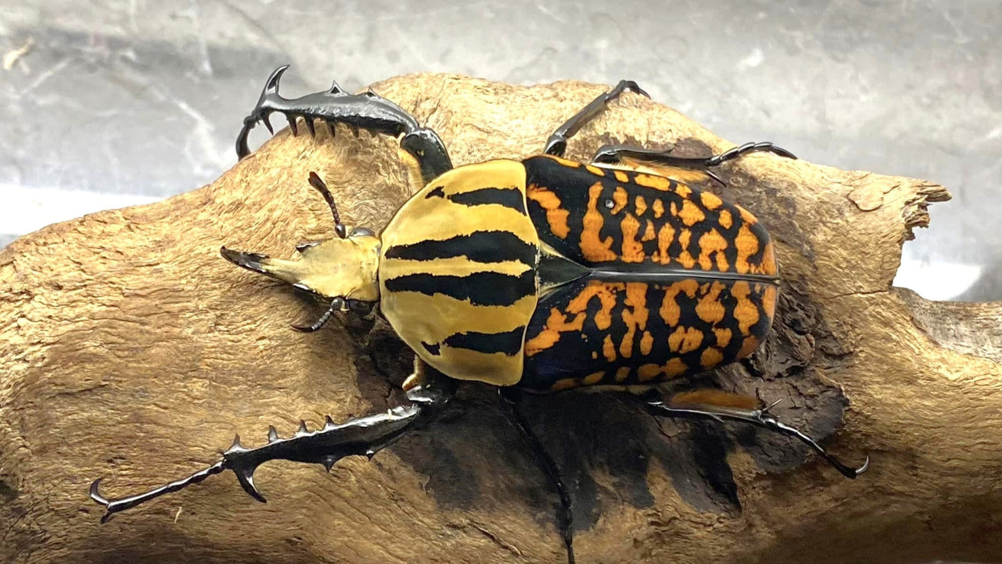 Oberthuri Flower Beetle (Mecynorhina oberthuri)