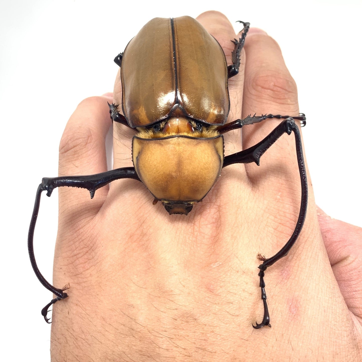 Euchirus longimanus