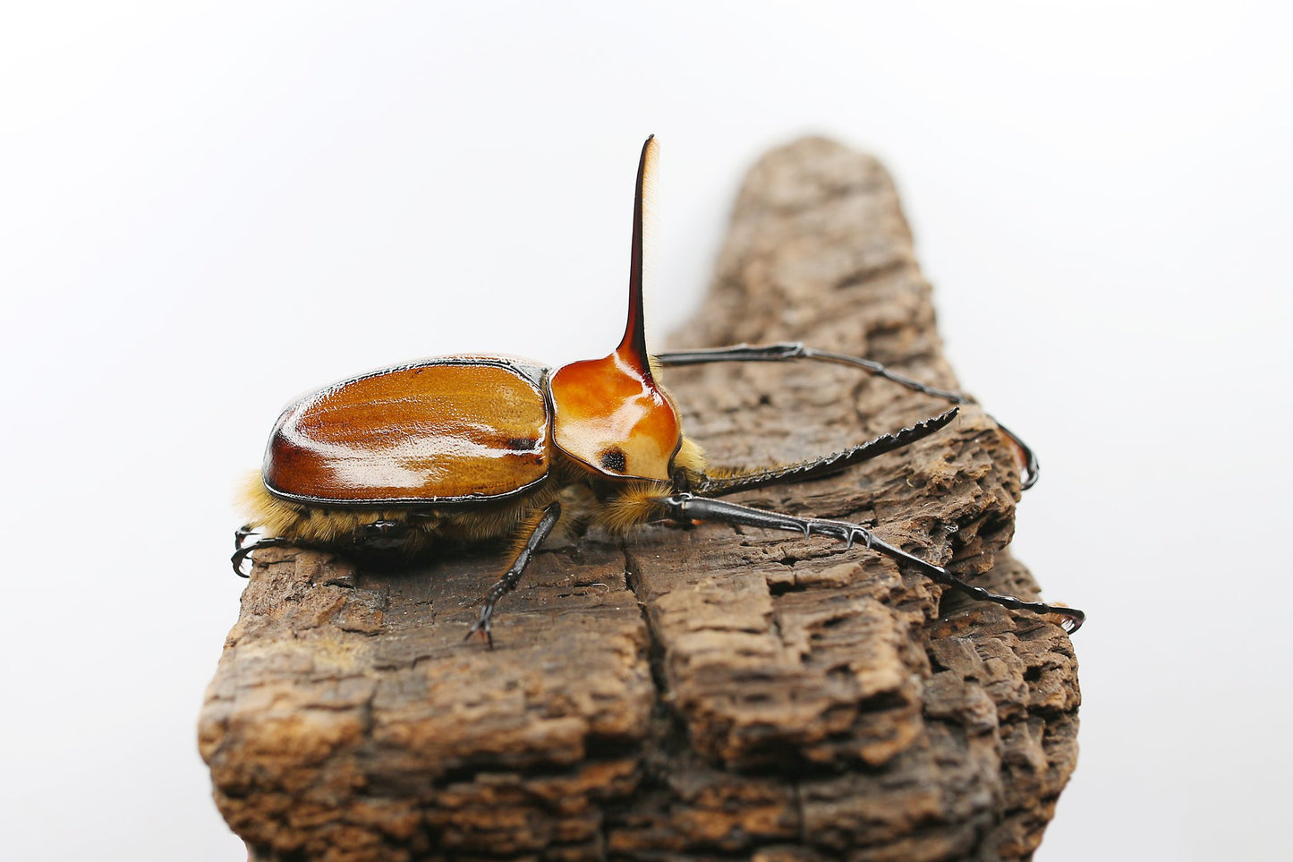 Porter's Rhino Beetle (Golofa porteri)