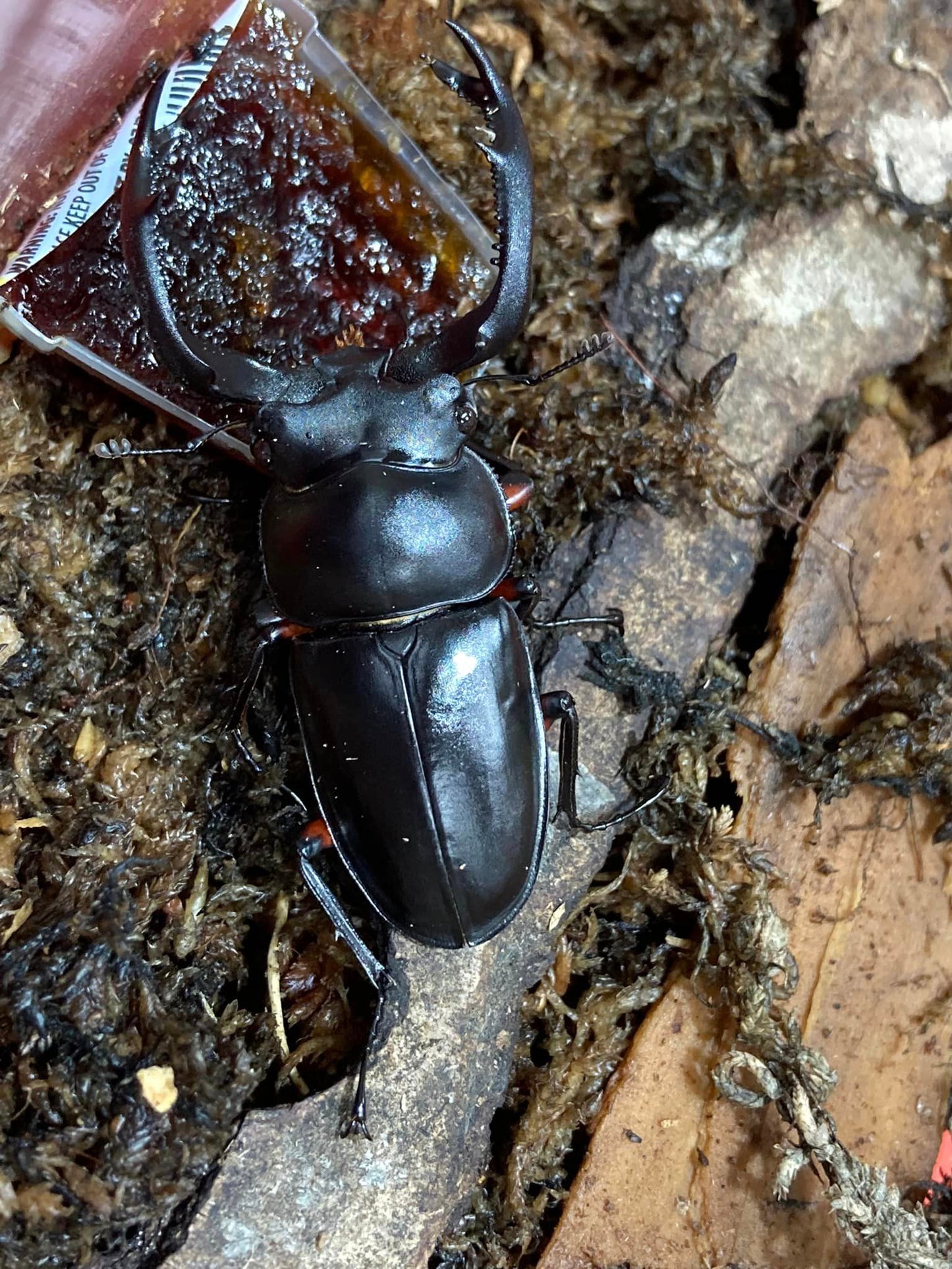 Red-legged Hart Stag Beetle (Rhaetulus crenatus ruburifemoratus)