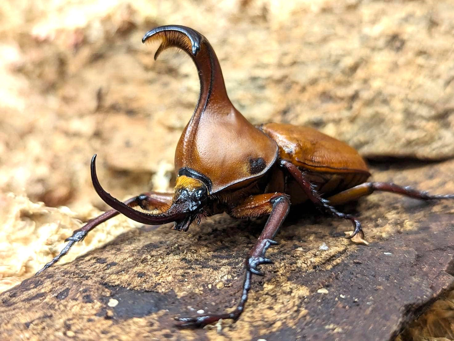 umbrella-golofa-claviger