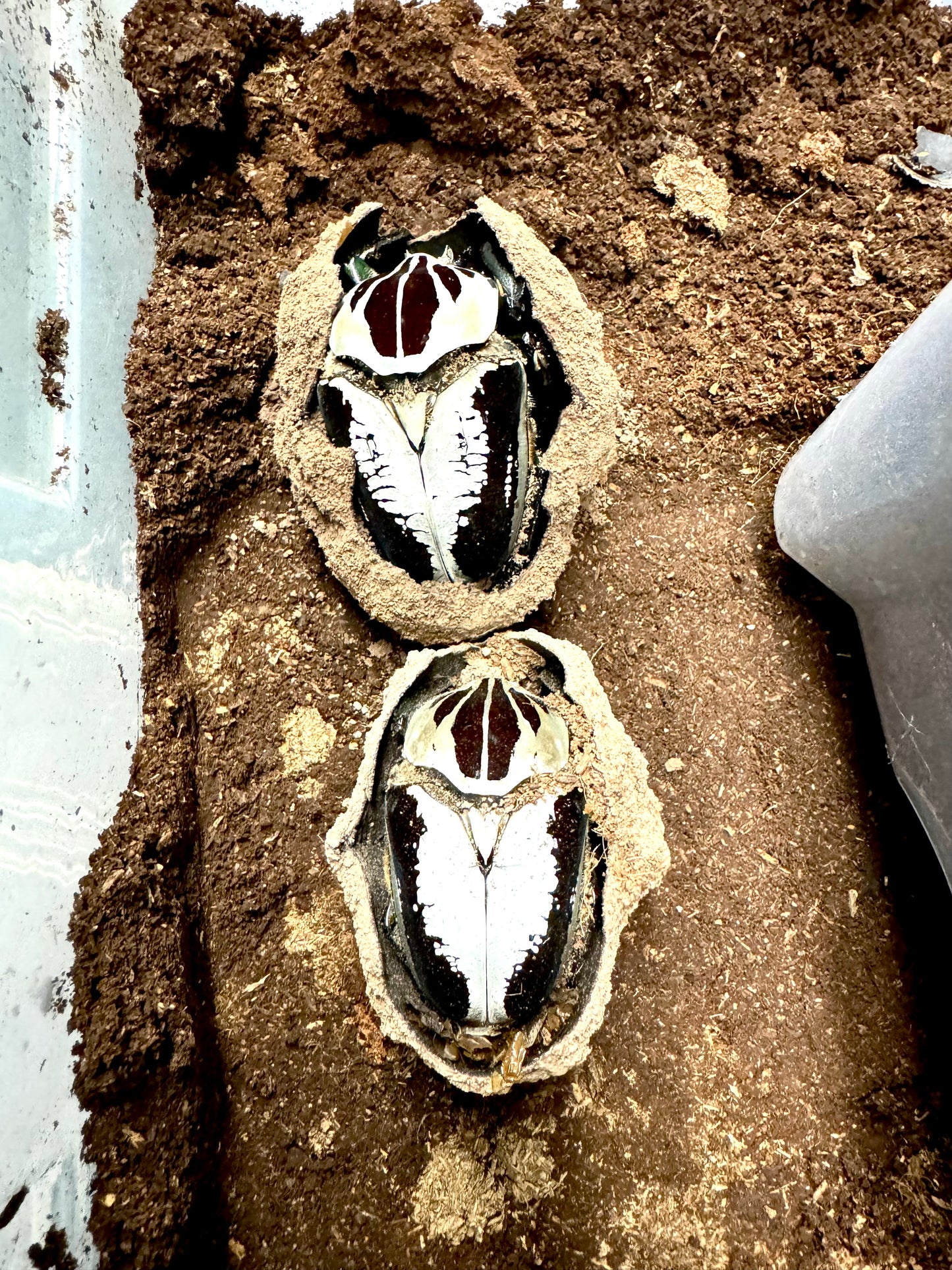 Goliath Beetle Pupation Substrate