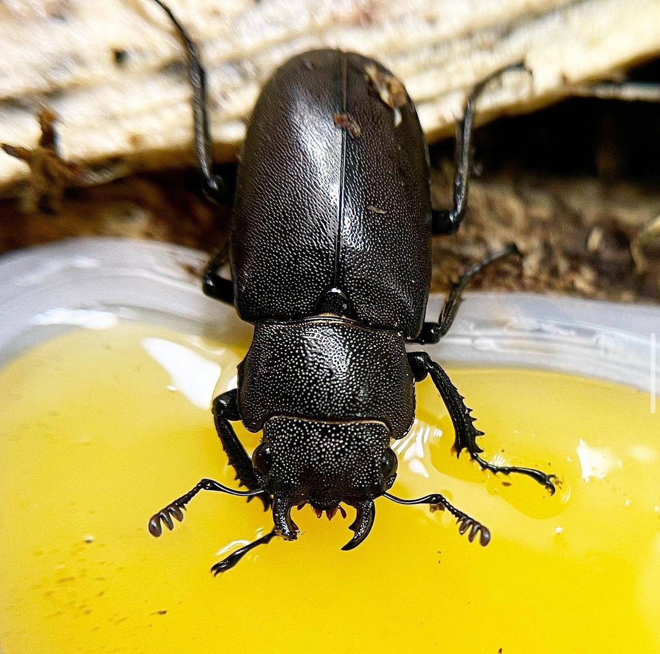 Metallic Stag Beetle (Cyclommatus metallifer finae)