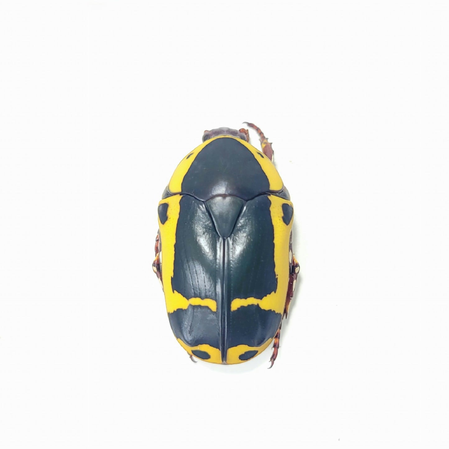 buy live insects