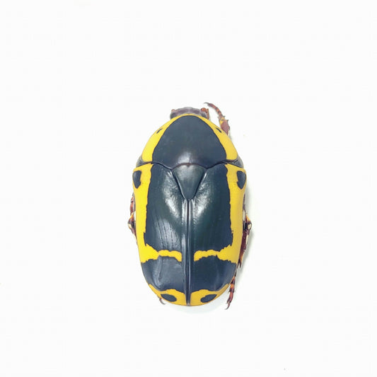 buy live insects