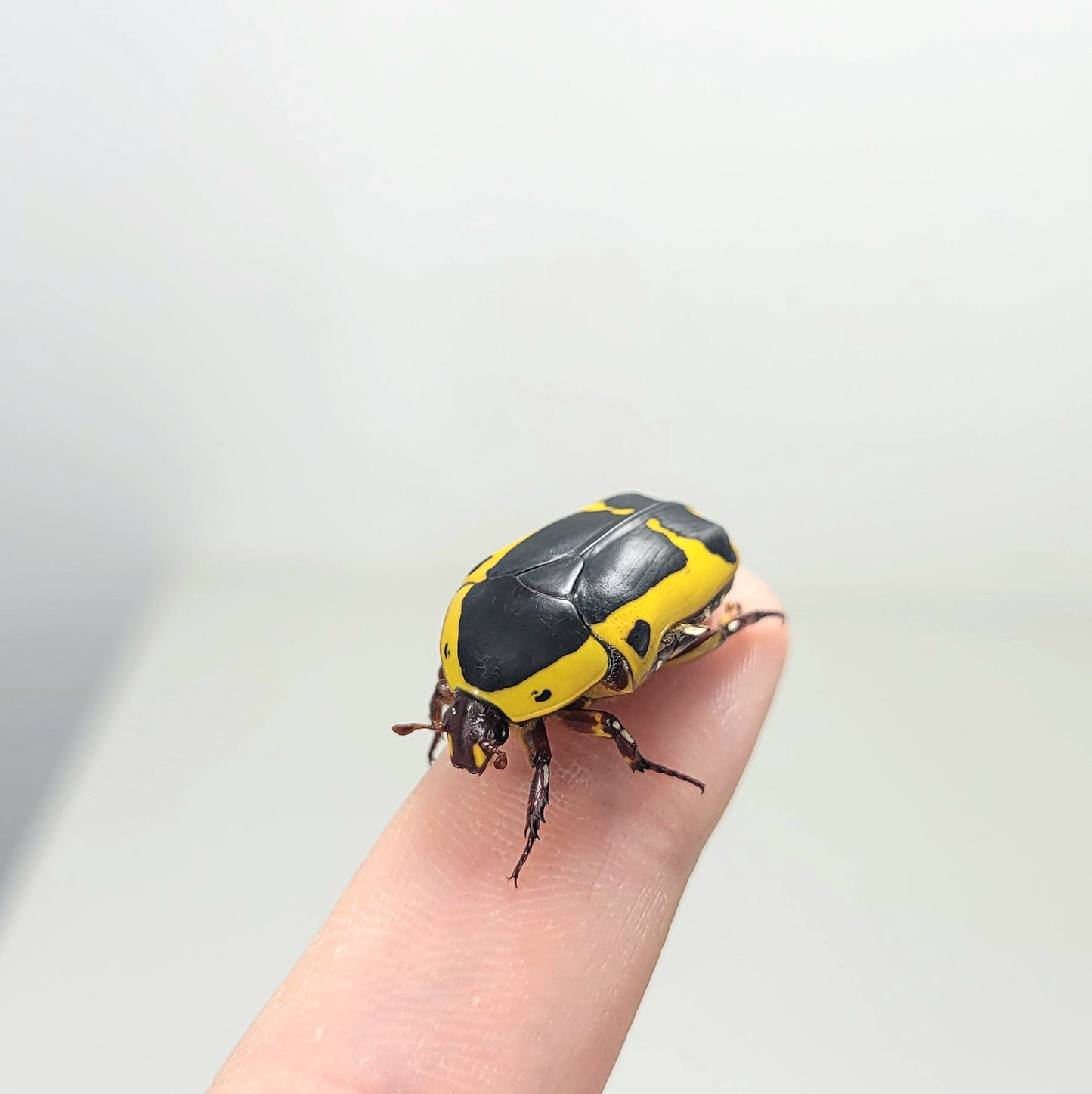 buy live insects