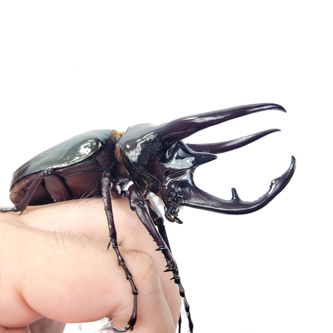 Three-horned beetle (Chalcosoma chiron chiron)