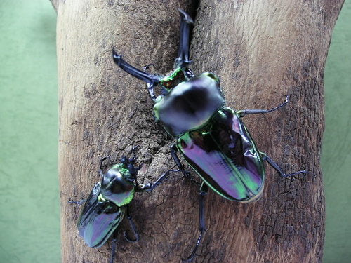 Mixed Color Rainbow Stag Beetle (Phalacrognathus muelleri)
