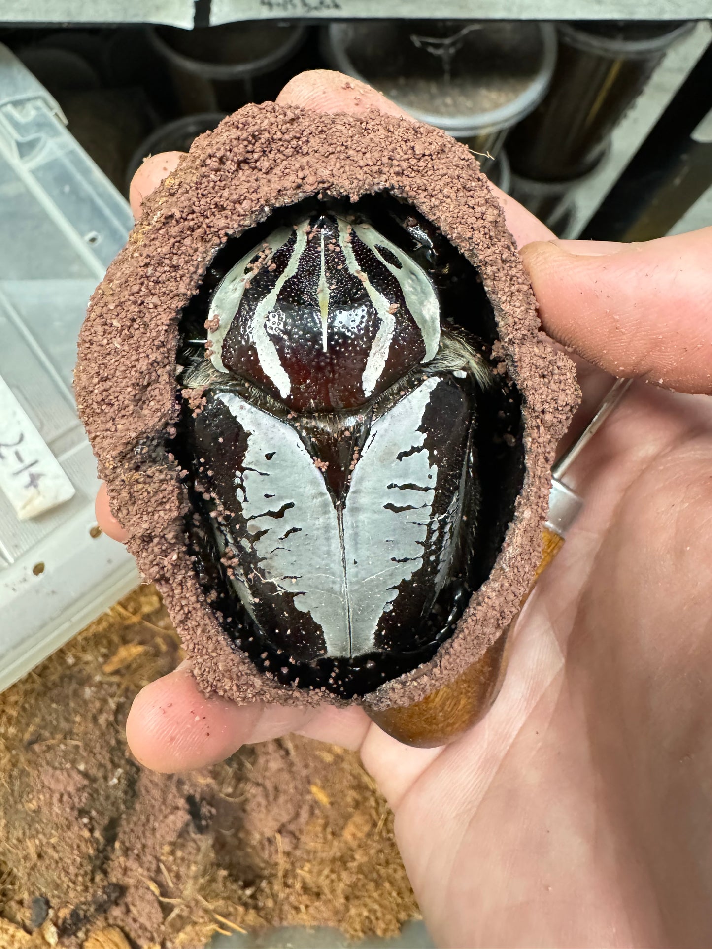 Goliath Beetle Pupation Substrate