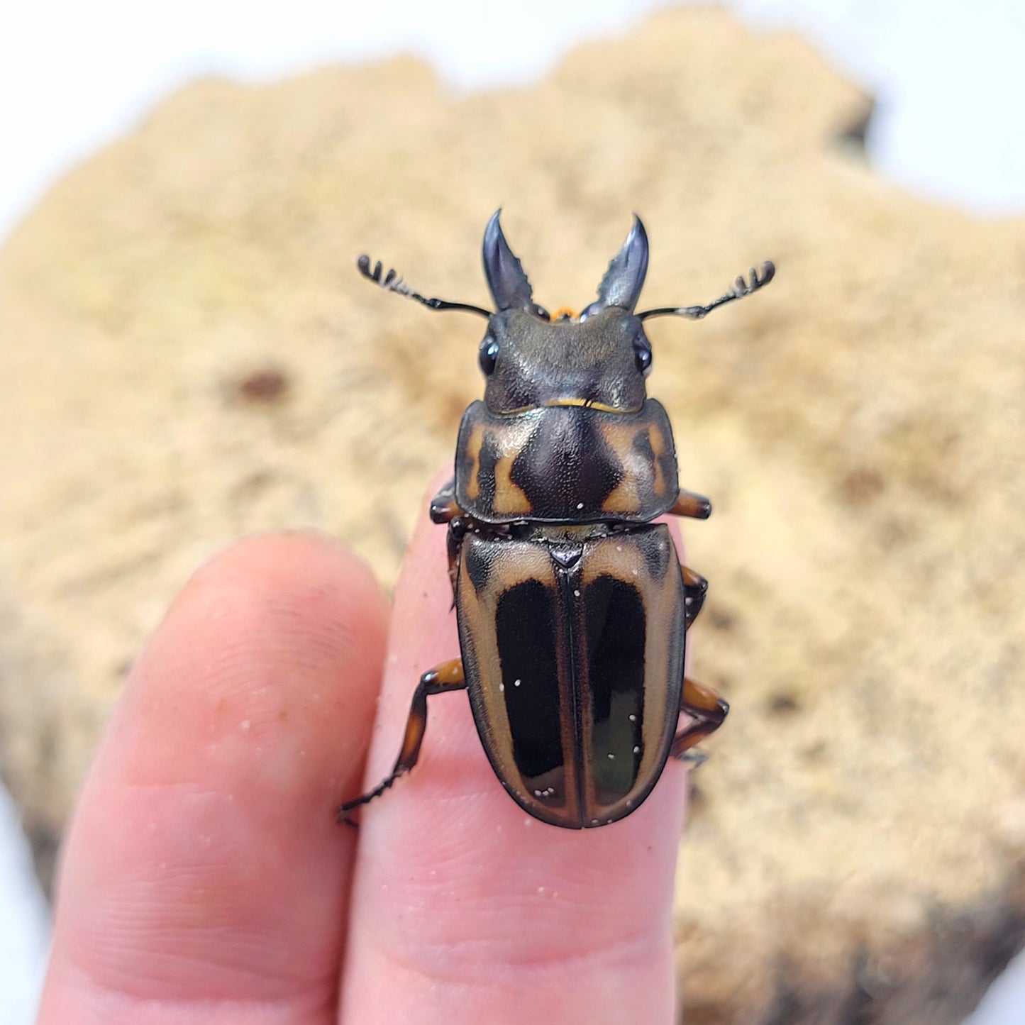 Mystery Beetle Box!