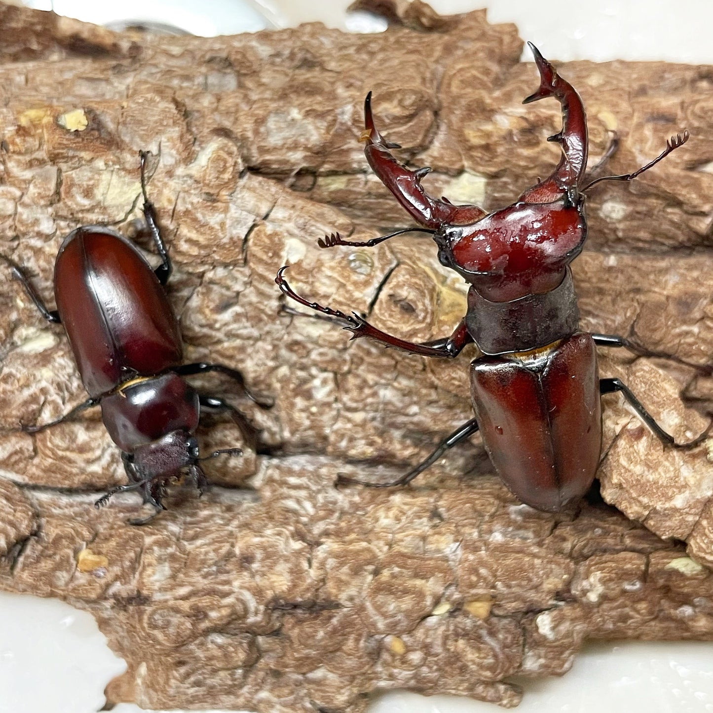(On Sale!) Elephant Stag Beetle (Lucanus elaphus)