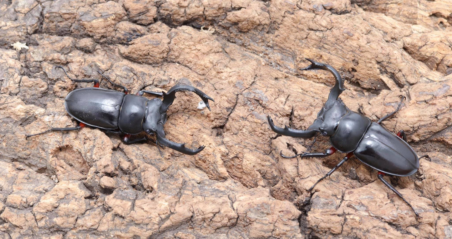 Red-legged Hart Stag Beetle (Rhaetulus crenatus ruburifemoratus)