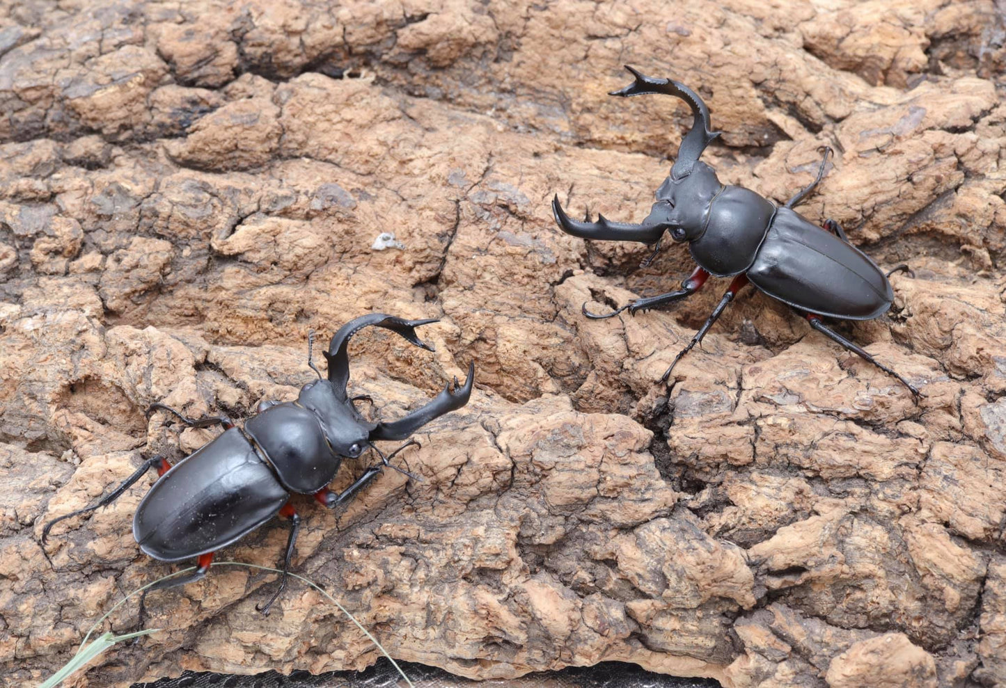 Red-legged Hart Stag Beetle (Rhaetulus crenatus ruburifemoratus)