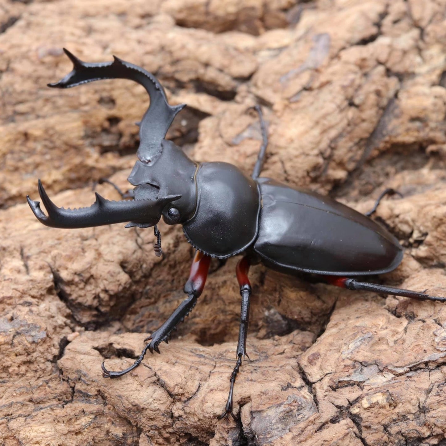 Red-legged Hart Stag Beetle (Rhaetulus crenatus ruburifemoratus)