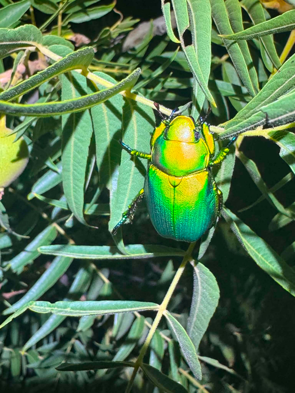 Chrysina woodi